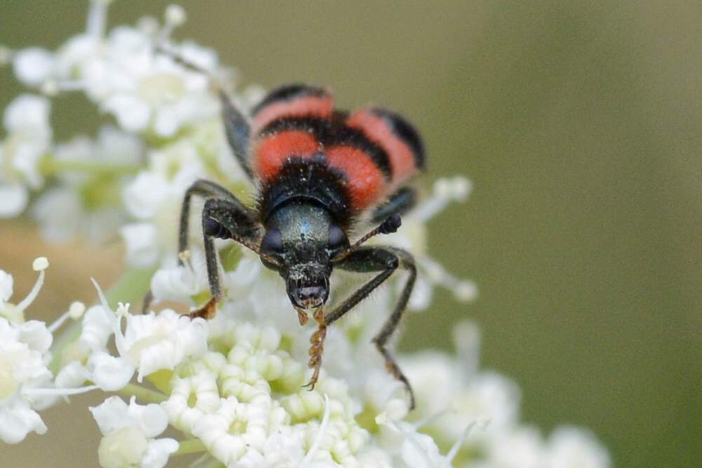 Trichodes apiarius e Ctenopus sulphureus